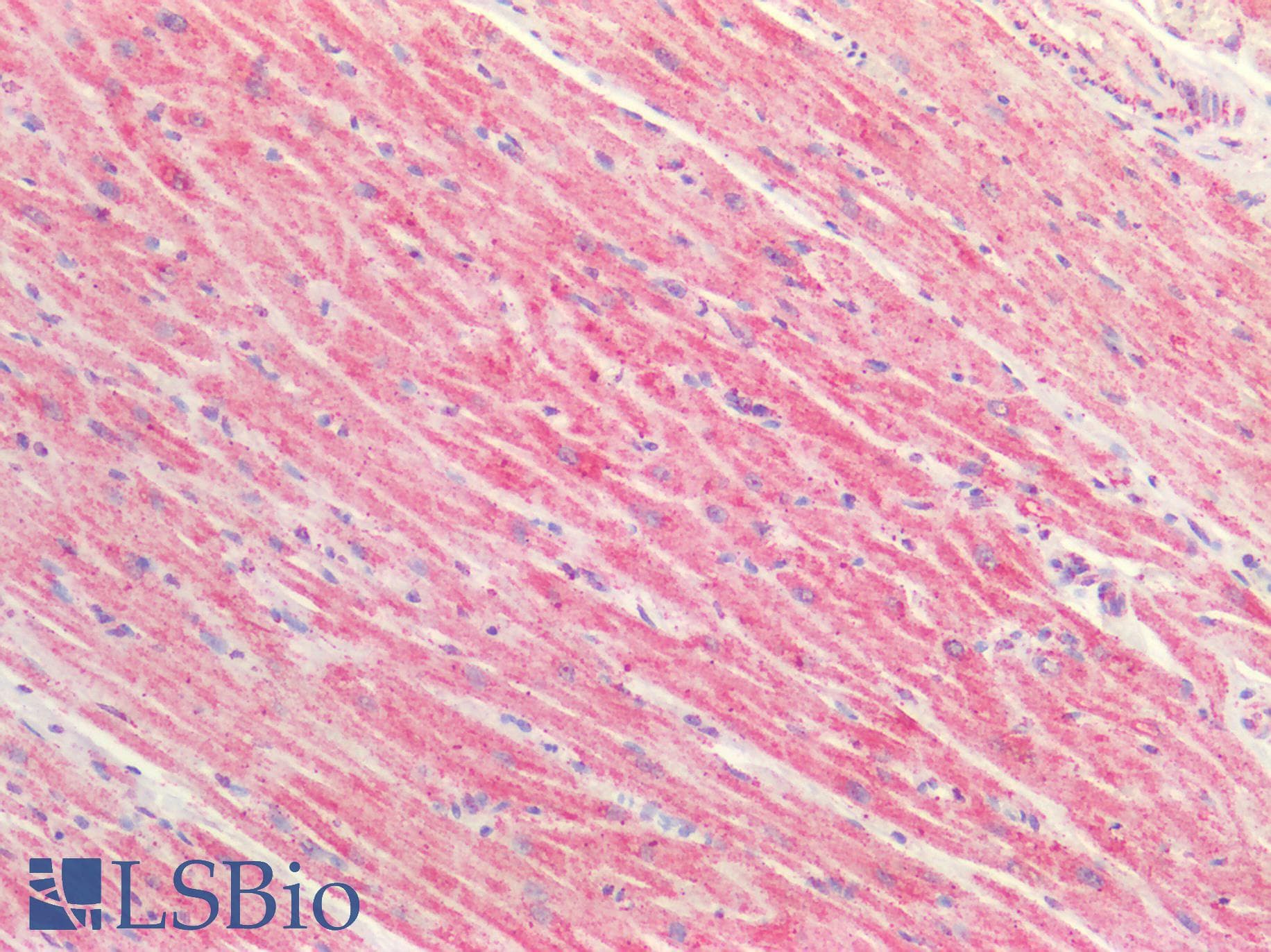 PathPlus™ PDH / Pyruvate Dehydrogenase Antibody (C-Terminus)