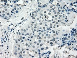 TSC501 / NAT8 Antibody (clone OTI5A8, Carrier-free)