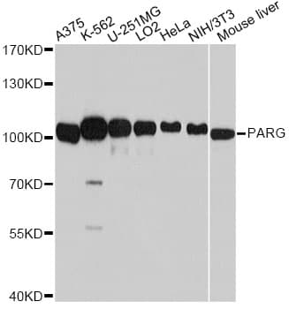 IHC-plus™ PARG Antibody