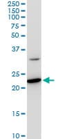 SEC22B Antibody (clone 5A10)