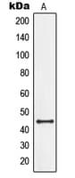 GPR34 Antibody (Internal)