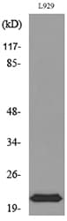 IFNL1 / IL29 Antibody
