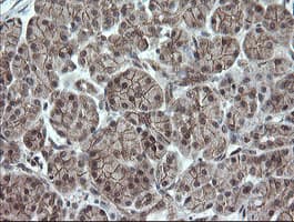 OTUB1 / OTU1 Antibody (clone OTI2H1, Carrier-free)