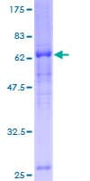 Human CCNJ Protein (Recombinant GST)