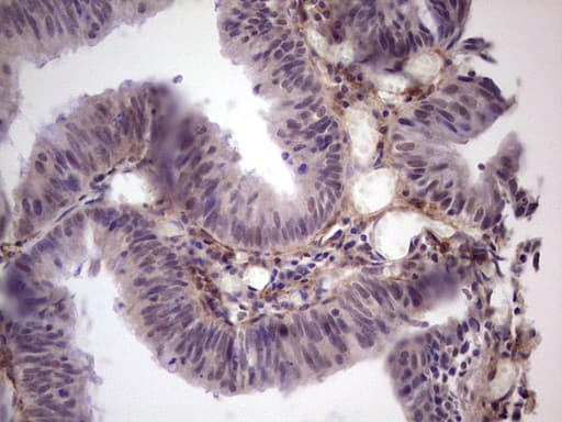 PROCR / EPCR Antibody (aa1-210, clone OTI7A4)