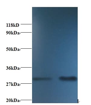 SOD1 / Cu-Zn SOD Antibody (Biotin)