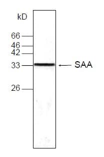 Monoclonal Mouse anti-Human SAA1 / SAA / Serum Amyloid A Antibody (WB)