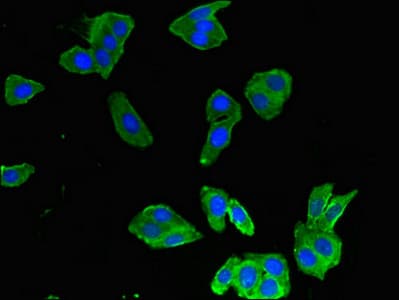 MMP8 Antibody