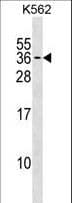 Polyclonal Rabbit anti-Human PMF1 Antibody (aa109-135, WB)