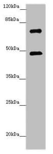 ZNF264 Antibody