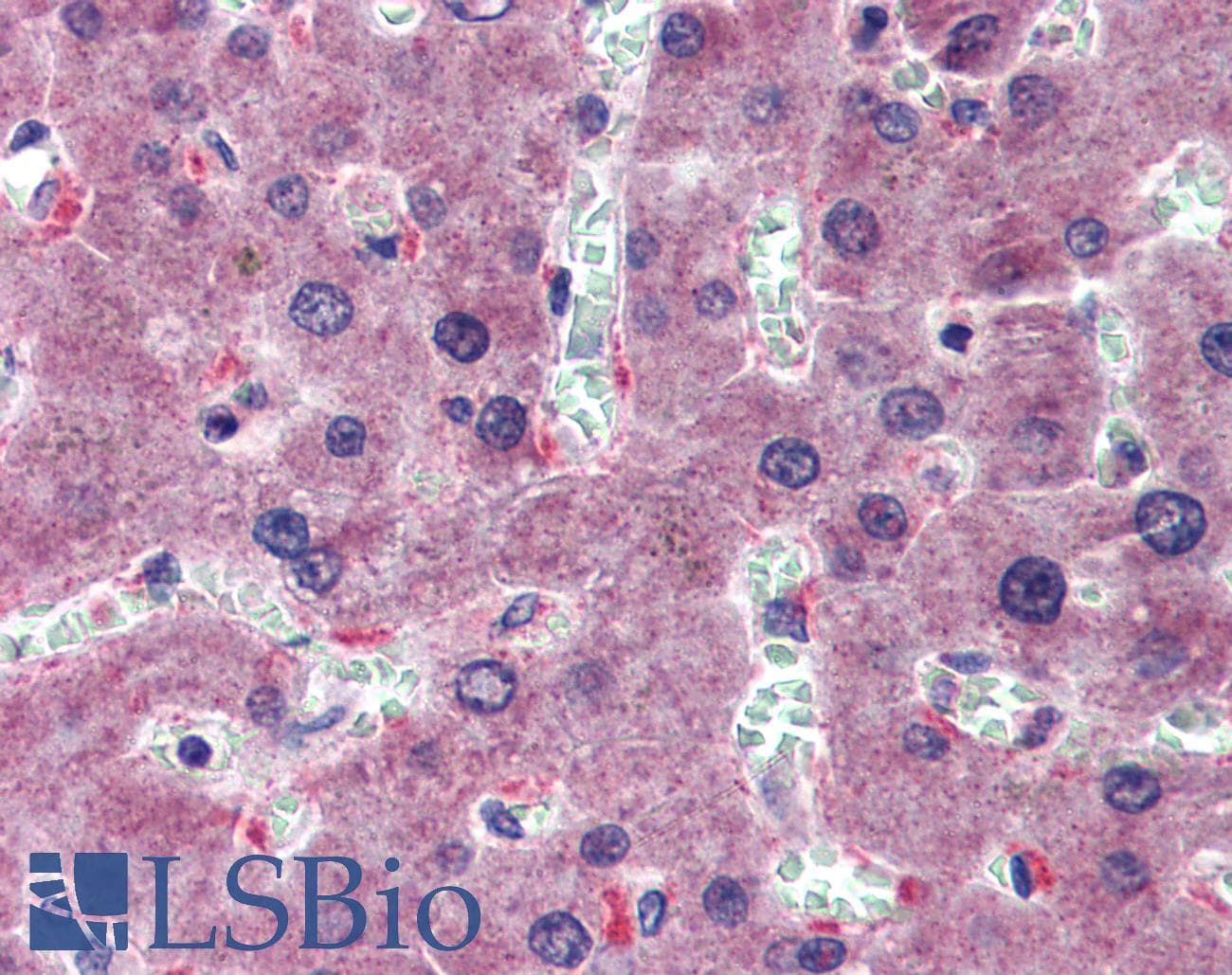 HYAL1 Antibody (aa36-85)