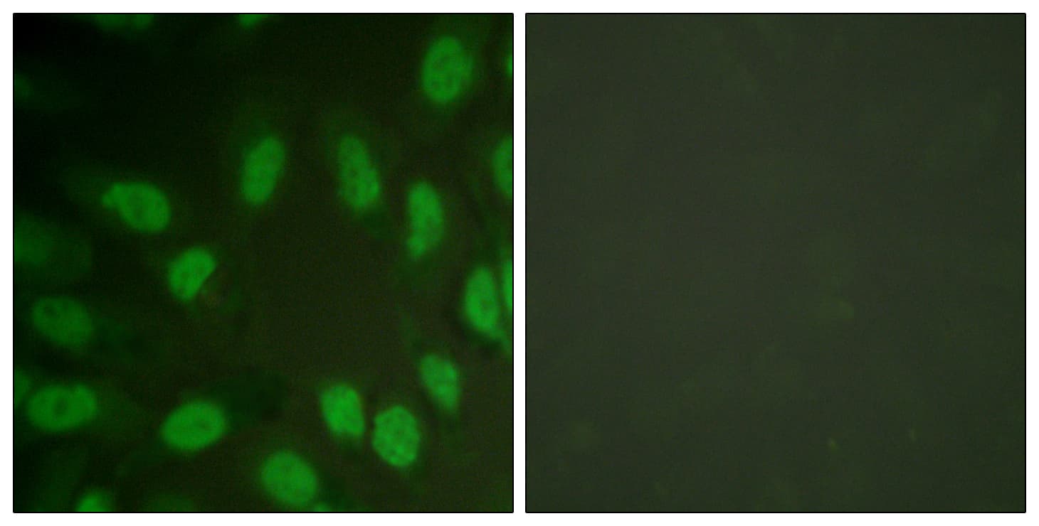 AML1 / RUNX1 Antibody (aa269-318)