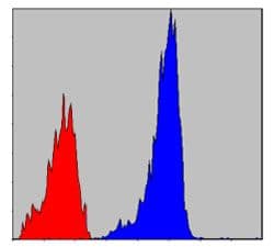 SMAD2 Antibody (clone 5G7)
