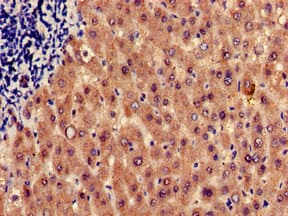 Polyclonal Rabbit anti-Human HRH1 / Histamine H1 Receptor Antibody (IHC, IF, WB)