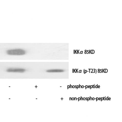 CHUK / IKKA / IKK Alpha Antibody (10-90 aa)