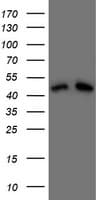 Monoclonal Mouse anti-Human DAP3 Antibody (clone OTI1A12, aa161-398, IHC, WB)