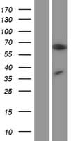 ZC3H12A / MCPIP1 Protein (Over-Expression Lysate Myc-DDK (Flag))