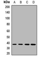 DDAH1 Antibody
