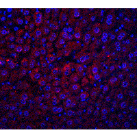 Polyclonal Chicken anti-Human ALB / Serum Albumin Antibody (IHC, IF, WB)