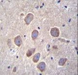 PCDHA8 Antibody (aa773-800)