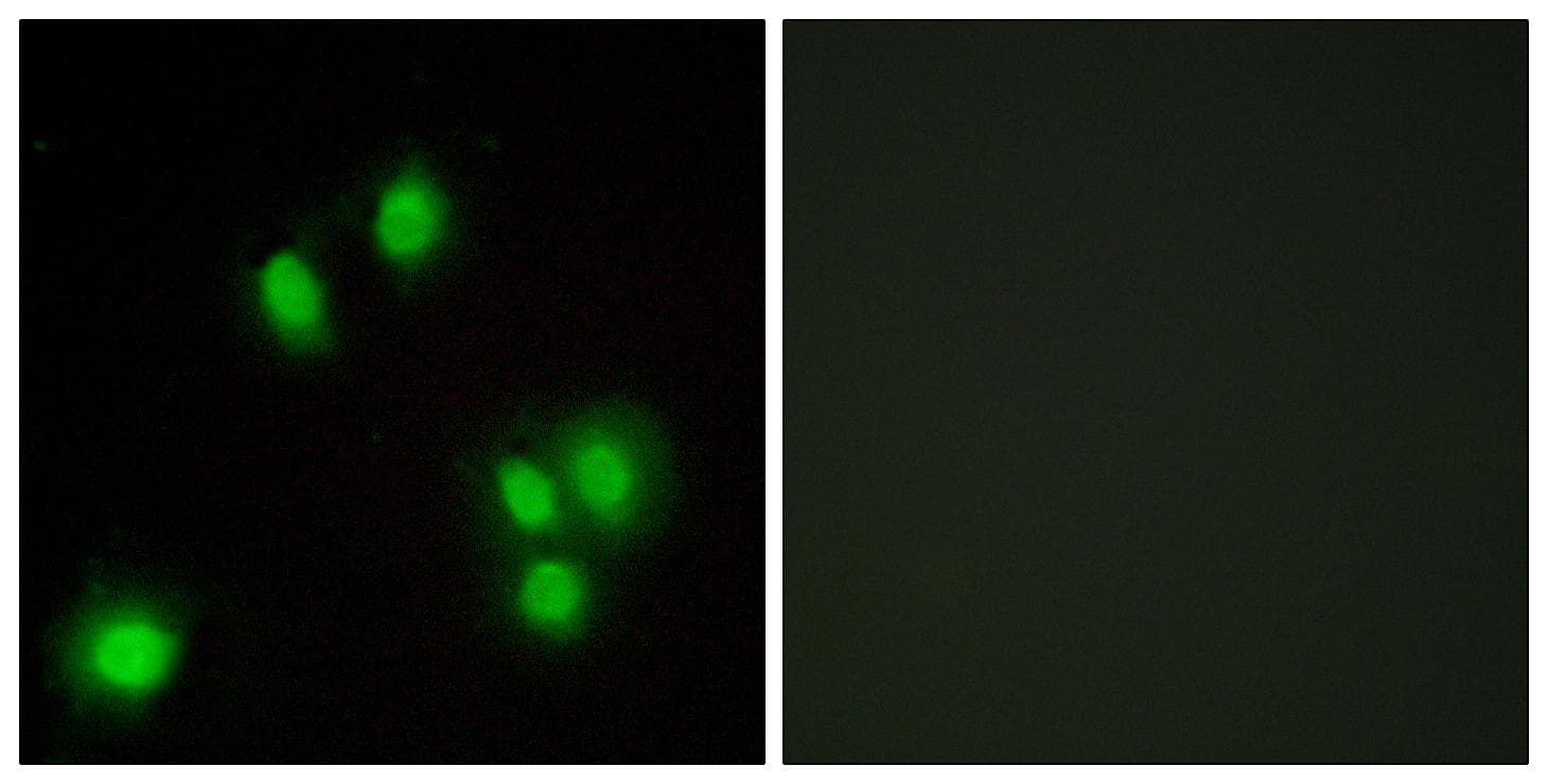CR6 / GADD45G Antibody