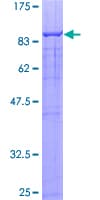 Human TRIM23 Protein (Recombinant GST)