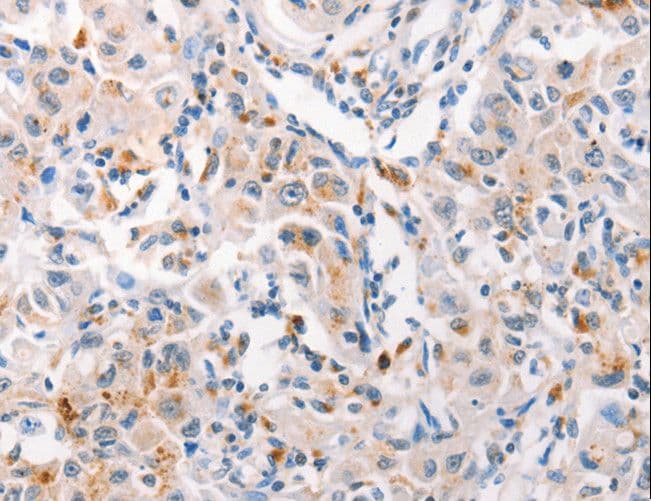 Mucin 2 / MUC2 Antibody