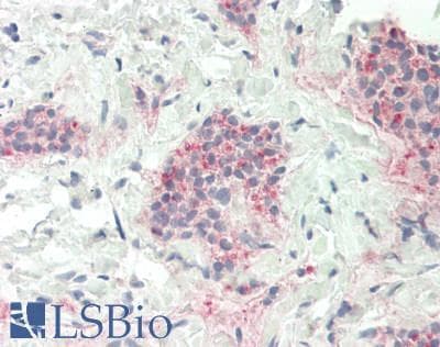 IHC-plus™ NCR3LG1 / B7H6 Antibody (aa389-415)