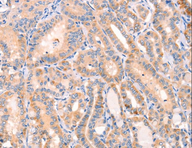 CD109 Antibody