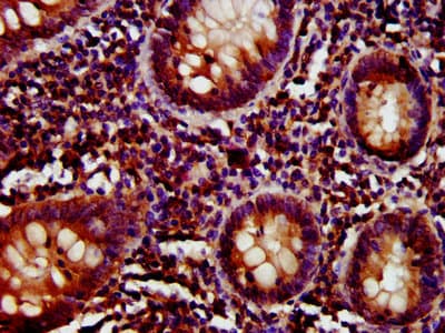 Polyclonal Rabbit anti-Human CD27 Antibody