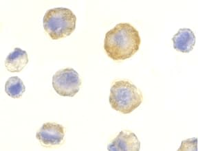 Polyclonal Rabbit anti-Human TRAIL-R3 / DCR1 Antibody (IF, WB)