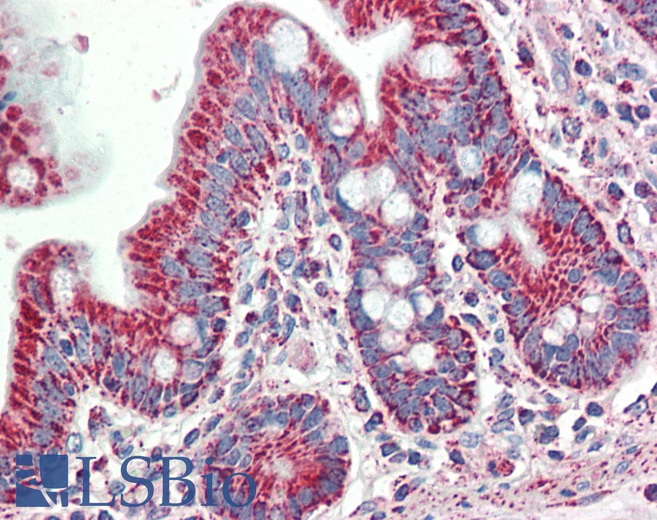 IHC-plus™ SLAMF8 Antibody (aa70-81)