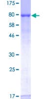 Human NAE1 / APPBP1 Protein (Recombinant GST)