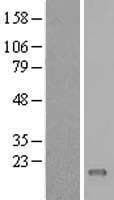 C11orf45 Protein (Over-Expression Lysate Myc-DDK (Flag))
