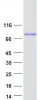 Human ANKHD1 Protein (Recombinant Myc-DDK (Flag))