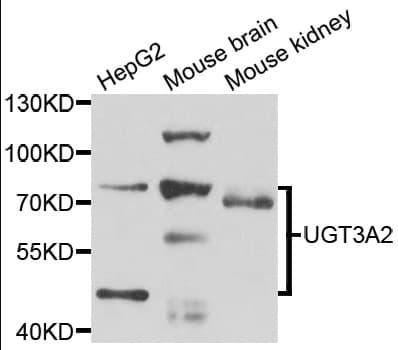 UGT3A2 Antibody