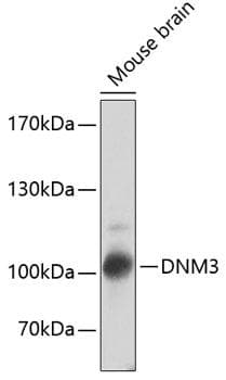 DNM3 / Dynamin 3 Antibody