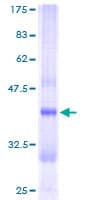 Human CRYZL1 Protein (Recombinant GST)
