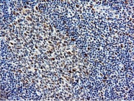Monoclonal Mouse anti-Human NT5DC1 Antibody (clone OTI1E11, IHC, WB)