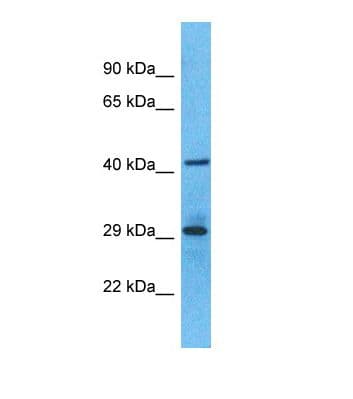 OR6S1 Antibody (aa258-307)