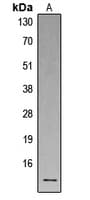 IHC-plus™ DEFA1 / Defensin Alpha 1 Antibody (Internal)
