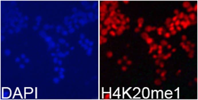 Histone H4 Antibody (Mono-Methyl-Arg20)