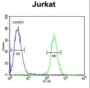 RNF8 Antibody
