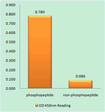 CCNE2 / Cyclin E2 Antibody (phospho-Thr392)
