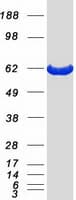 Human CCT8 Protein (Recombinant Myc-DDK (Flag))