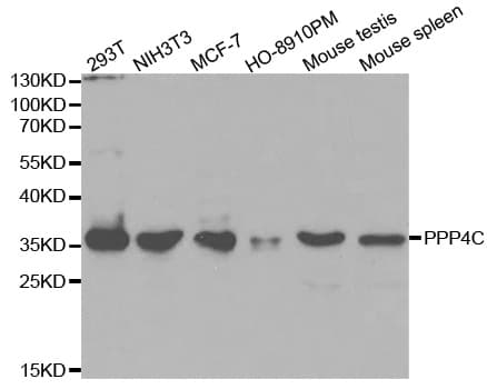 PPP4C Antibody