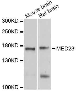 MED23 / SUR2 Antibody