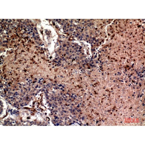 Ubiquitin Antibody (N-Terminal)