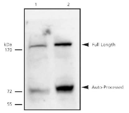 ESPL1 / Separase Antibody (aa1866-1996, clone XJ11-1B12)