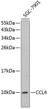 CCL4 / MIP-1 Beta Antibody